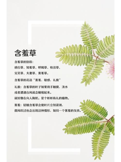 老湿影院付费一分钟观看体验：短时付费内容如何抓住观众心理（长尾关键词：老湿影院收费模式、一分钟视频观看价值、短视频付费趋势）
